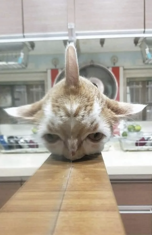 A cat rests its head on the edge of a counter, with its face and ears seemingly split by a glass panel. The setting appears to be a kitchen