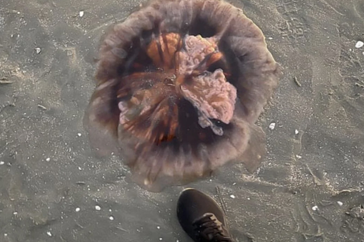 砂浜に漂着した大きなクラゲとその近くに立つ人の足元が写っています。