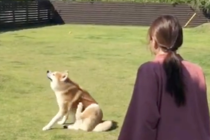 女性が庭で座っている犬を見ているシーン。