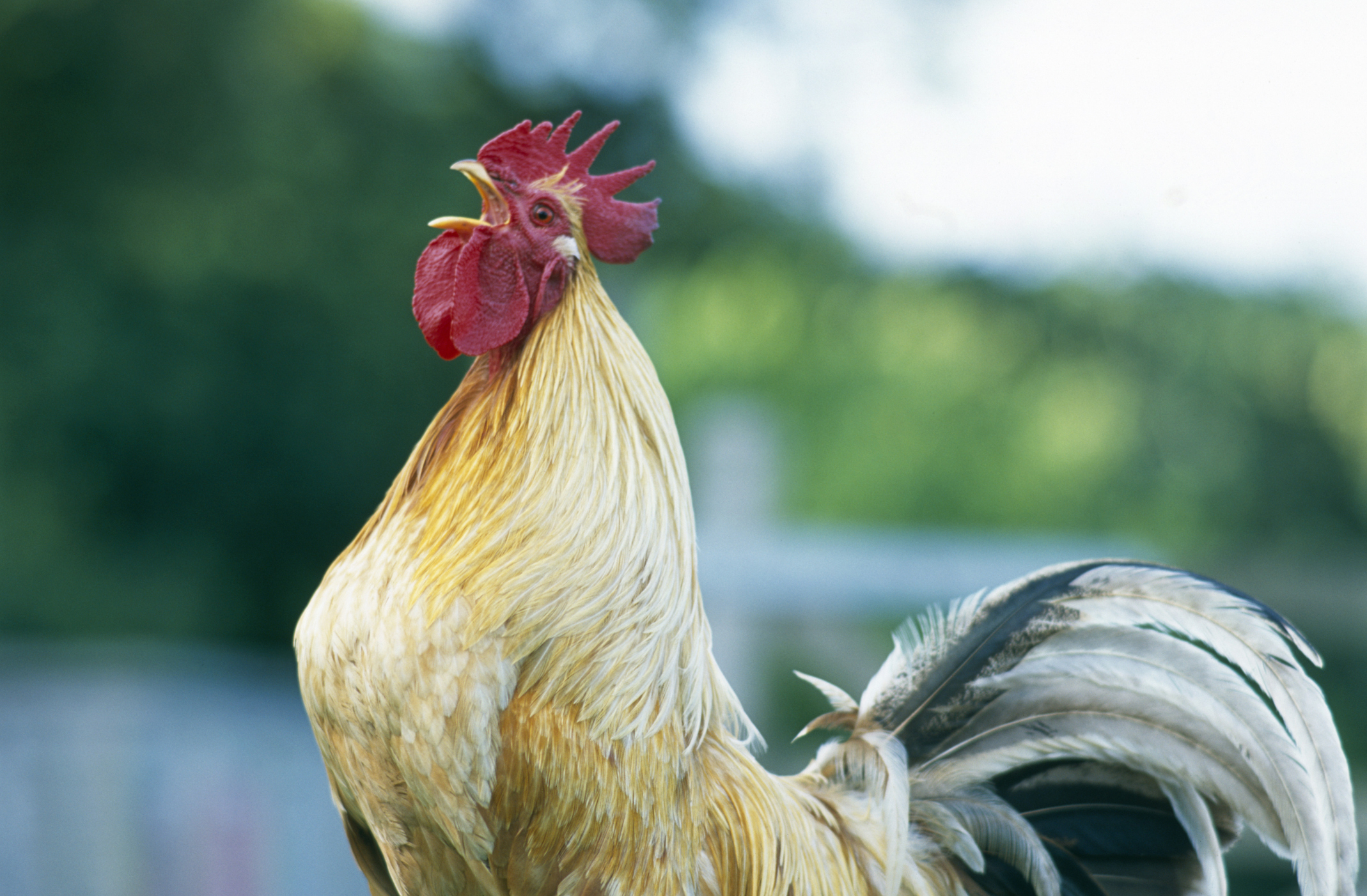 A close-up photo of a rooster crowing outdoors