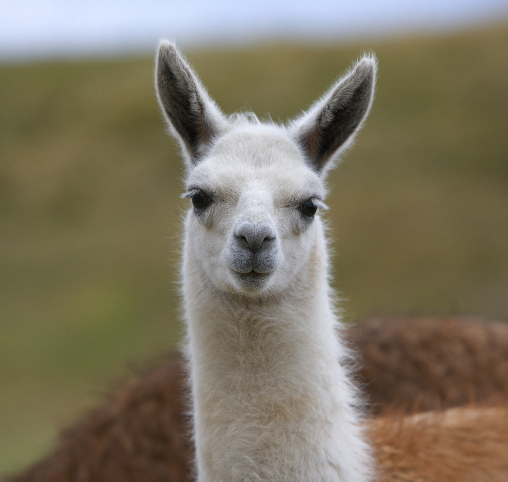 A close-up of a llama looking directly at the camera with a neutral expression and soft fur