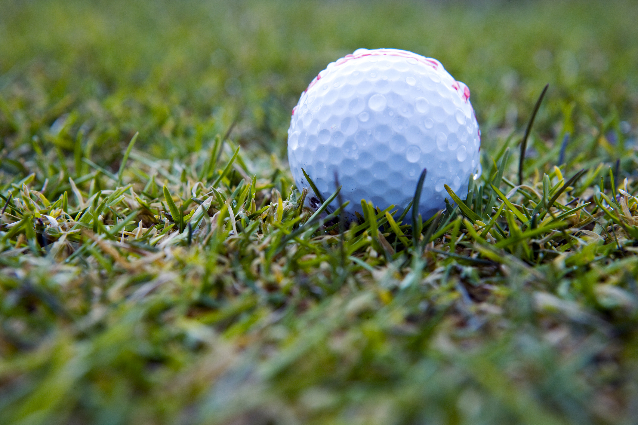 A close-up of a white golf ball resting on green grass, showcasing its dimpled texture and detailed surface
