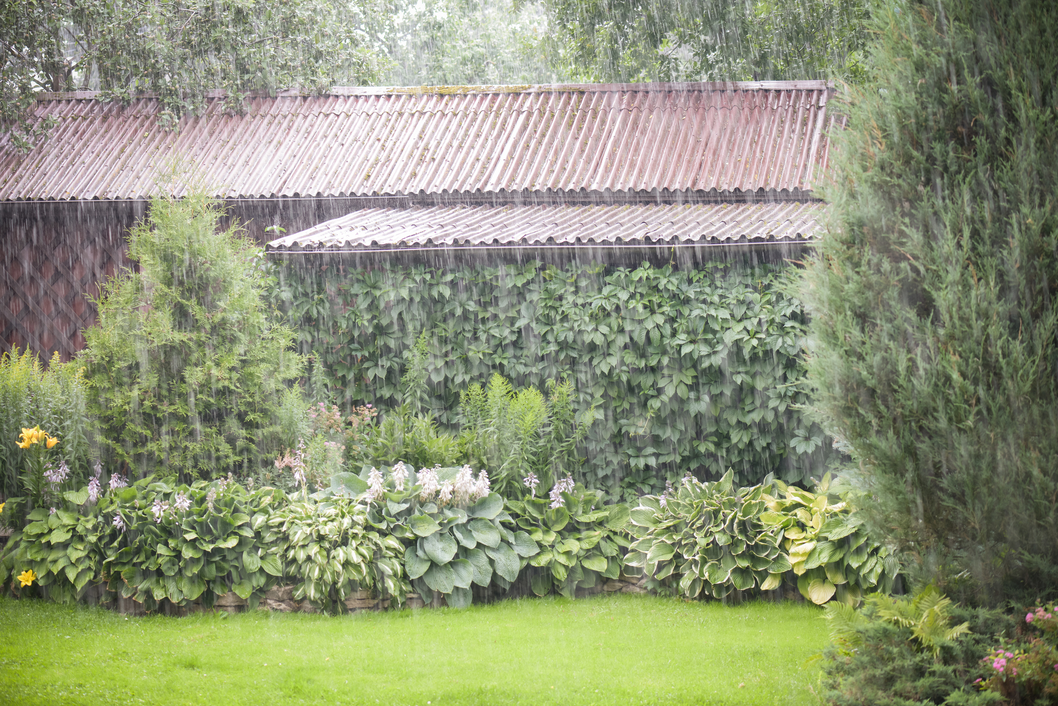 A garden filled with lush greenery and various plants is viewed through a heavy rain shower, with a corrugated metal-roofed shed in the background