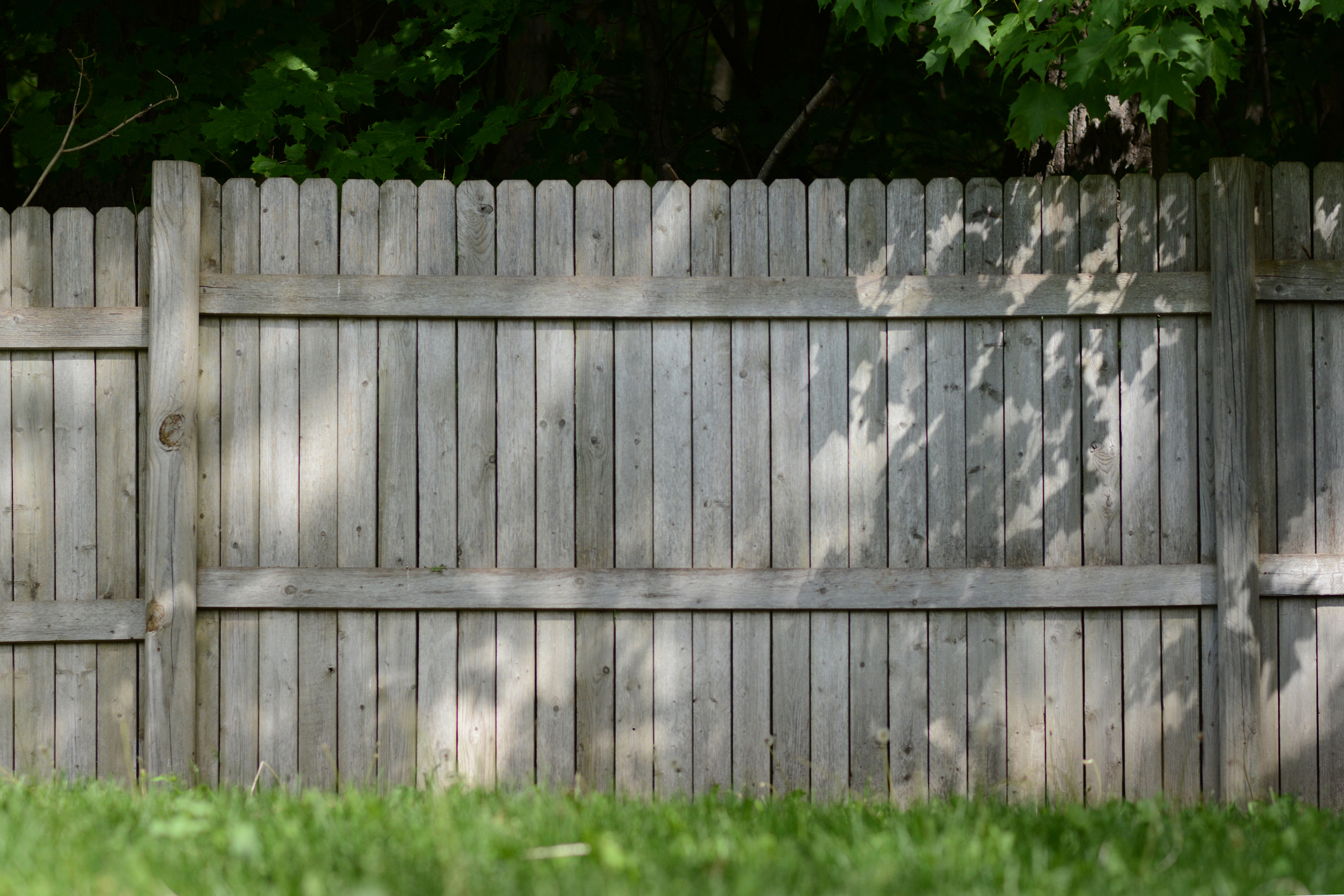 A wooden fence in a backyard setting, surrounded by greenery. Shadows from leaves are cast on the fence