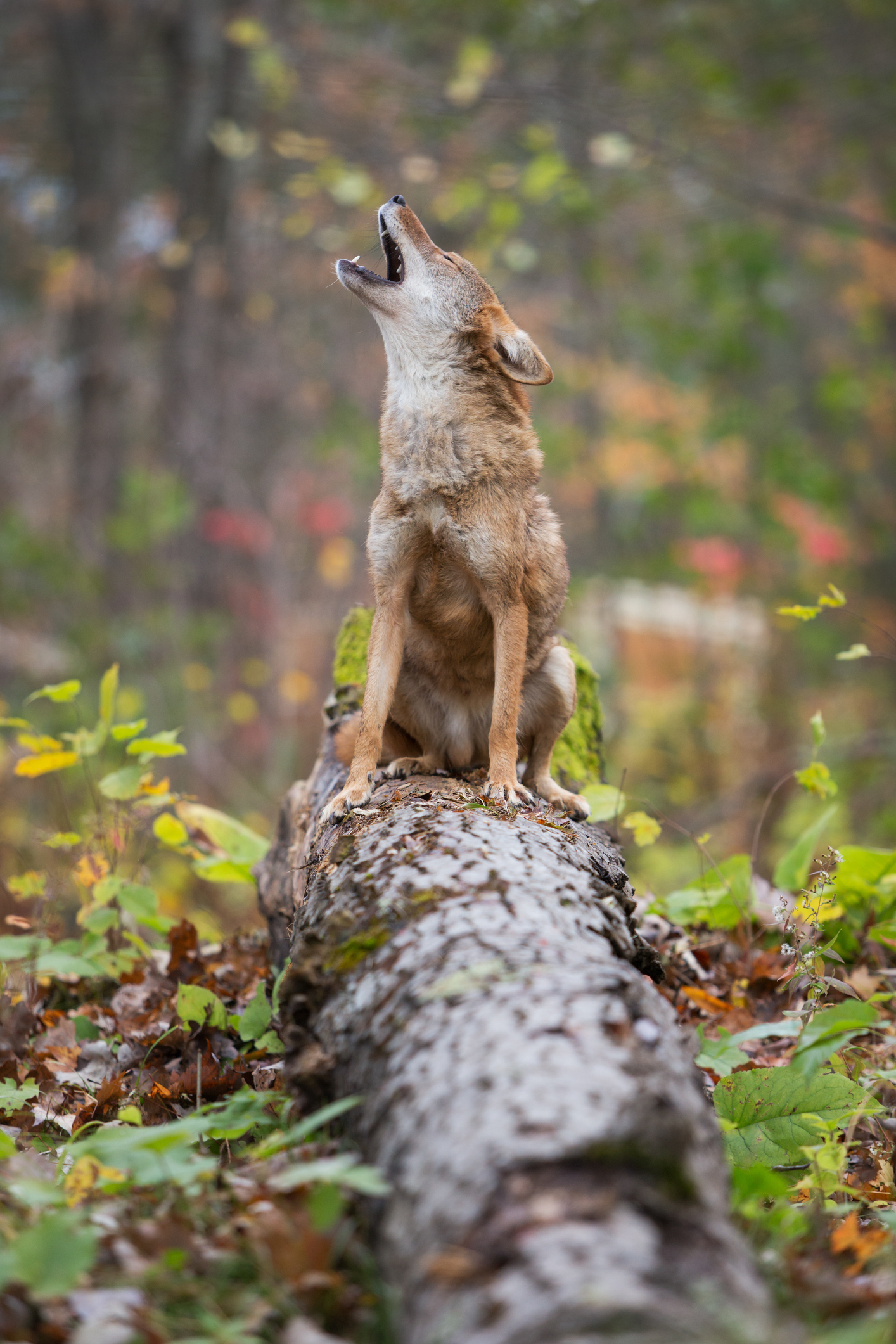 A lone coyote sits on a fallen tree trunk in a forest, looking upwards and howling amidst the surrounding foliage
