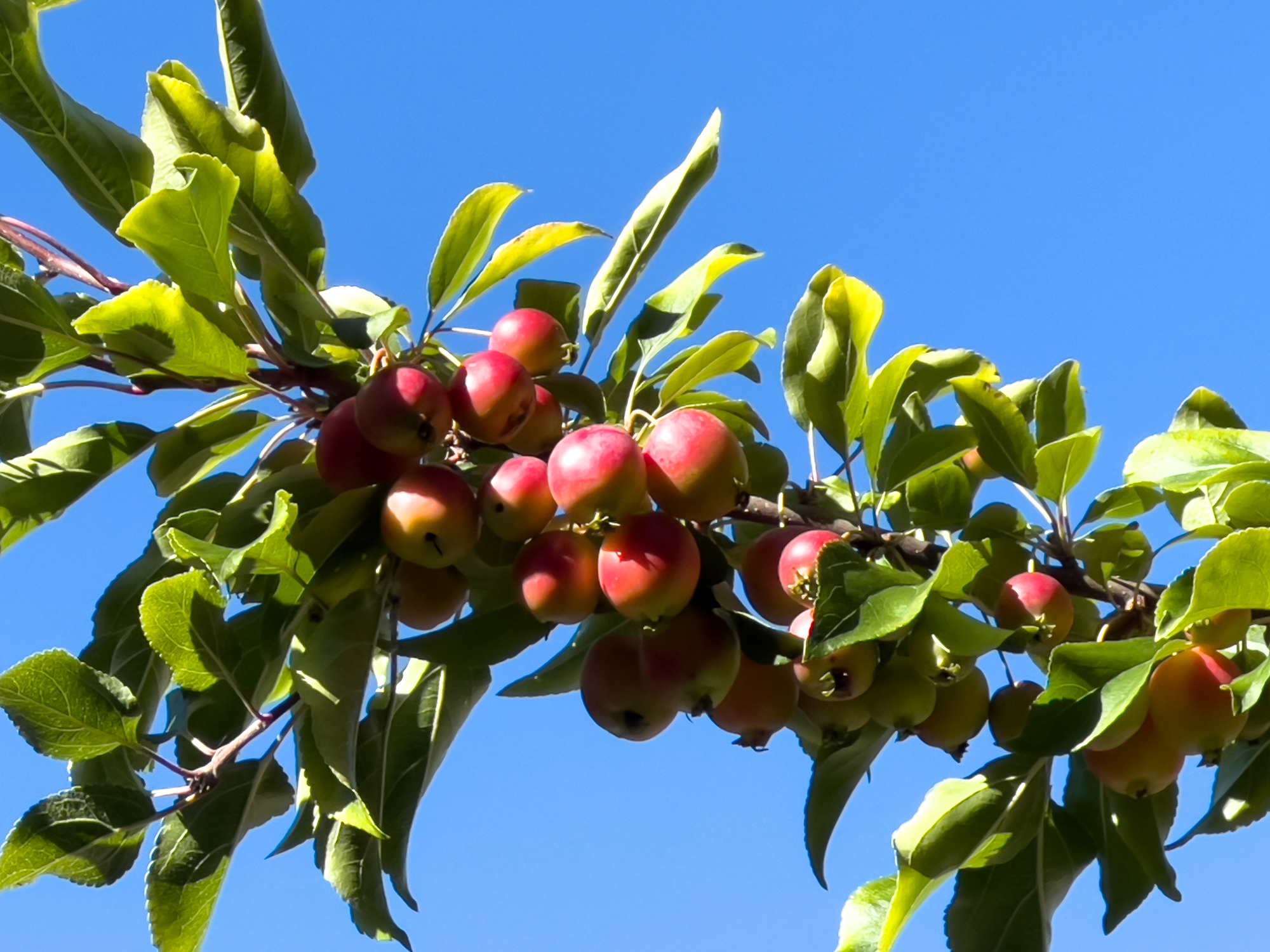 A close-up of a branch with clusters of ripe apples and green leaves against a clear sky