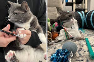 Close up of grey and white cat sitting on BuzzFeed writer's lap getting her nails cut "get them used to having their paws touched for easy nail trimming" / cat in a pile of toys