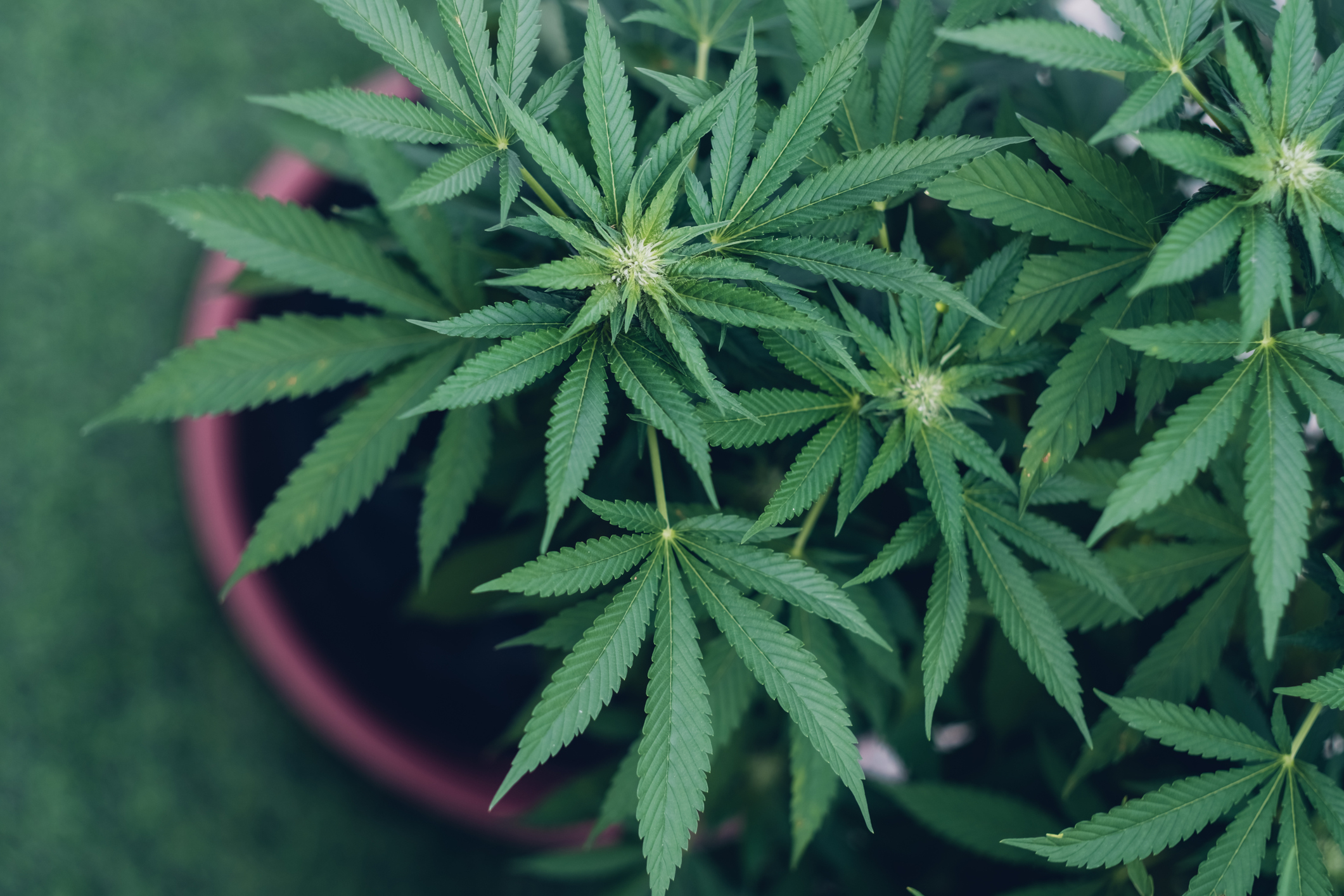 Close-up view of a cannabis plant with pointed, serrated leaves and flowering buds growing in a pot