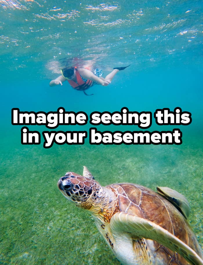 Person wearing a life vest swims above a large sea turtle underwater