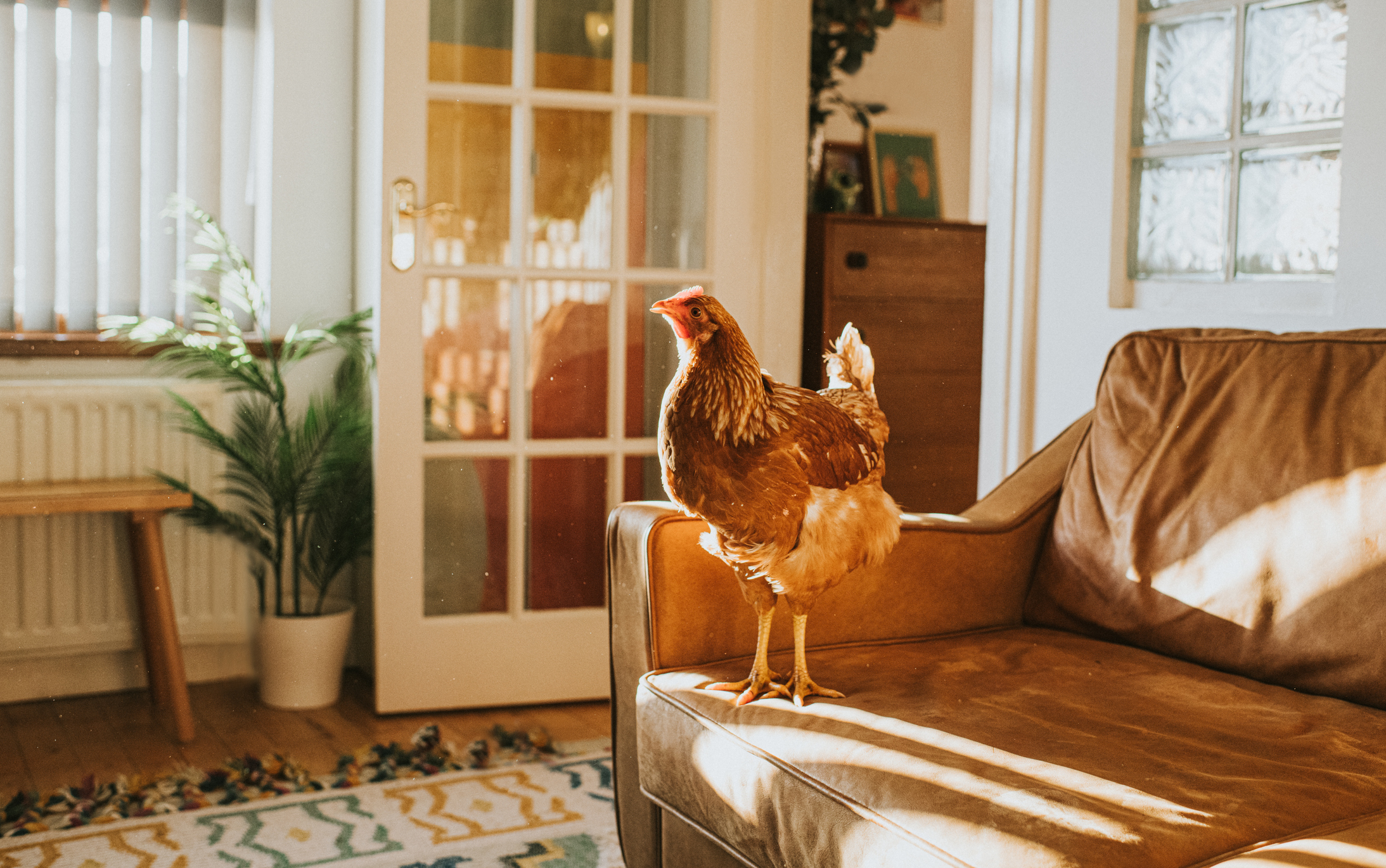 A chicken stands on a brown couch in a warmly lit living room with plants and a glass door in the background