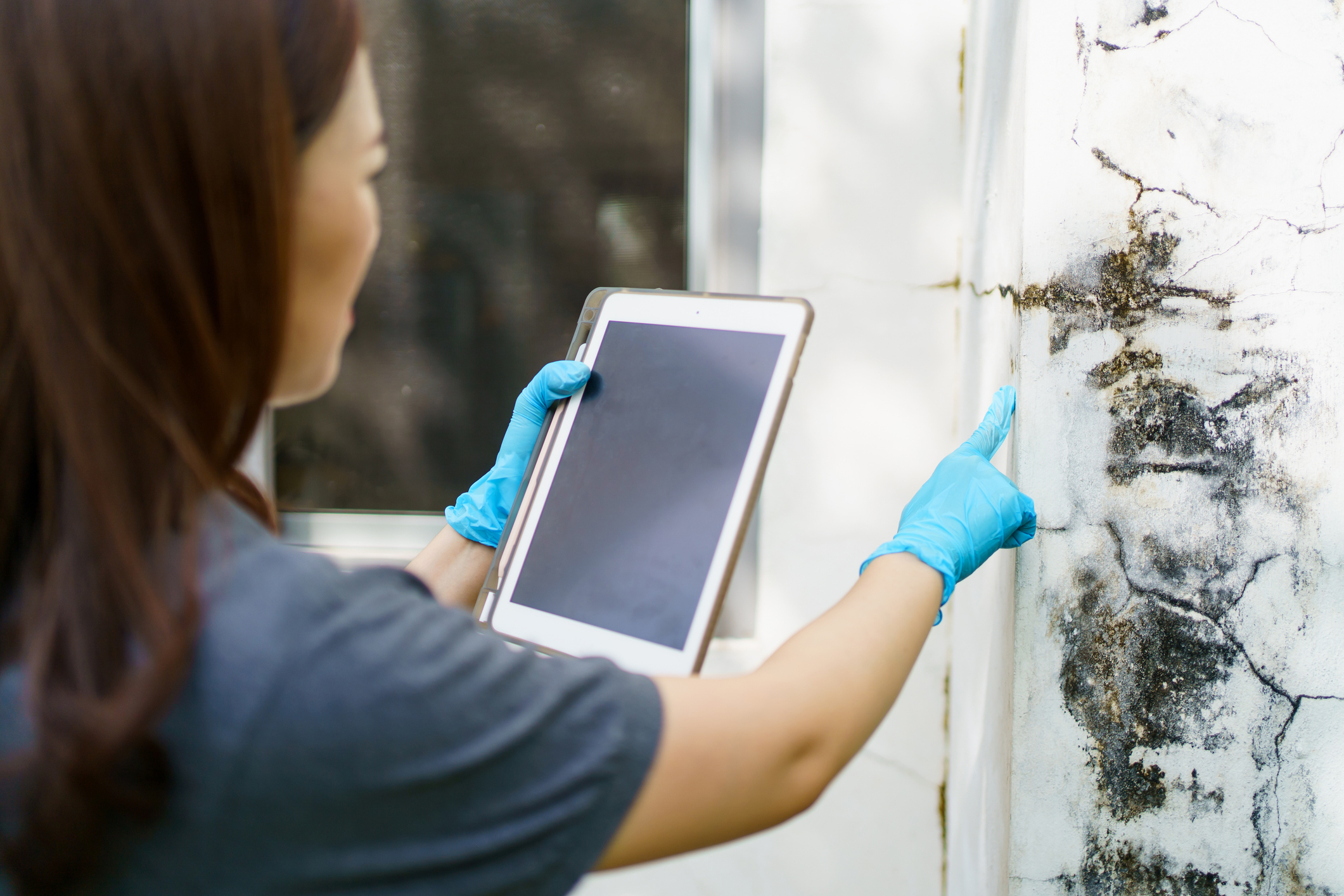 A person wearing blue gloves examines a moldy wall using a tablet