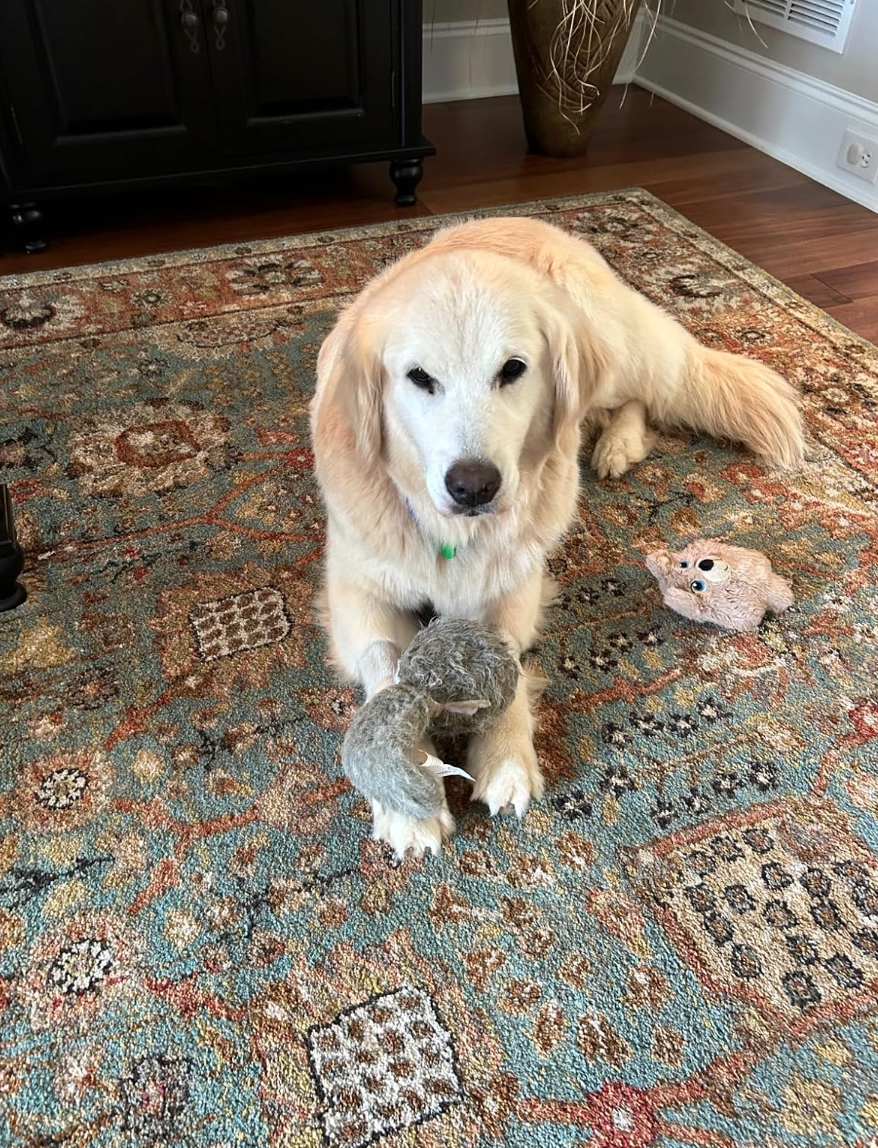 A aureate  retriever lies connected  a patterned rug holding a plush artifact  successful  its mouth, with different  artifact  nearby