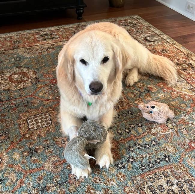 A aureate retriever lies connected a patterned rug holding a plush artifact successful its mouth, with different artifact nearby