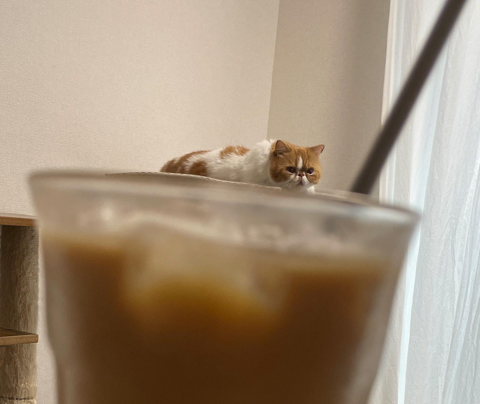 スペシャルトッピングなねむくんのアップ