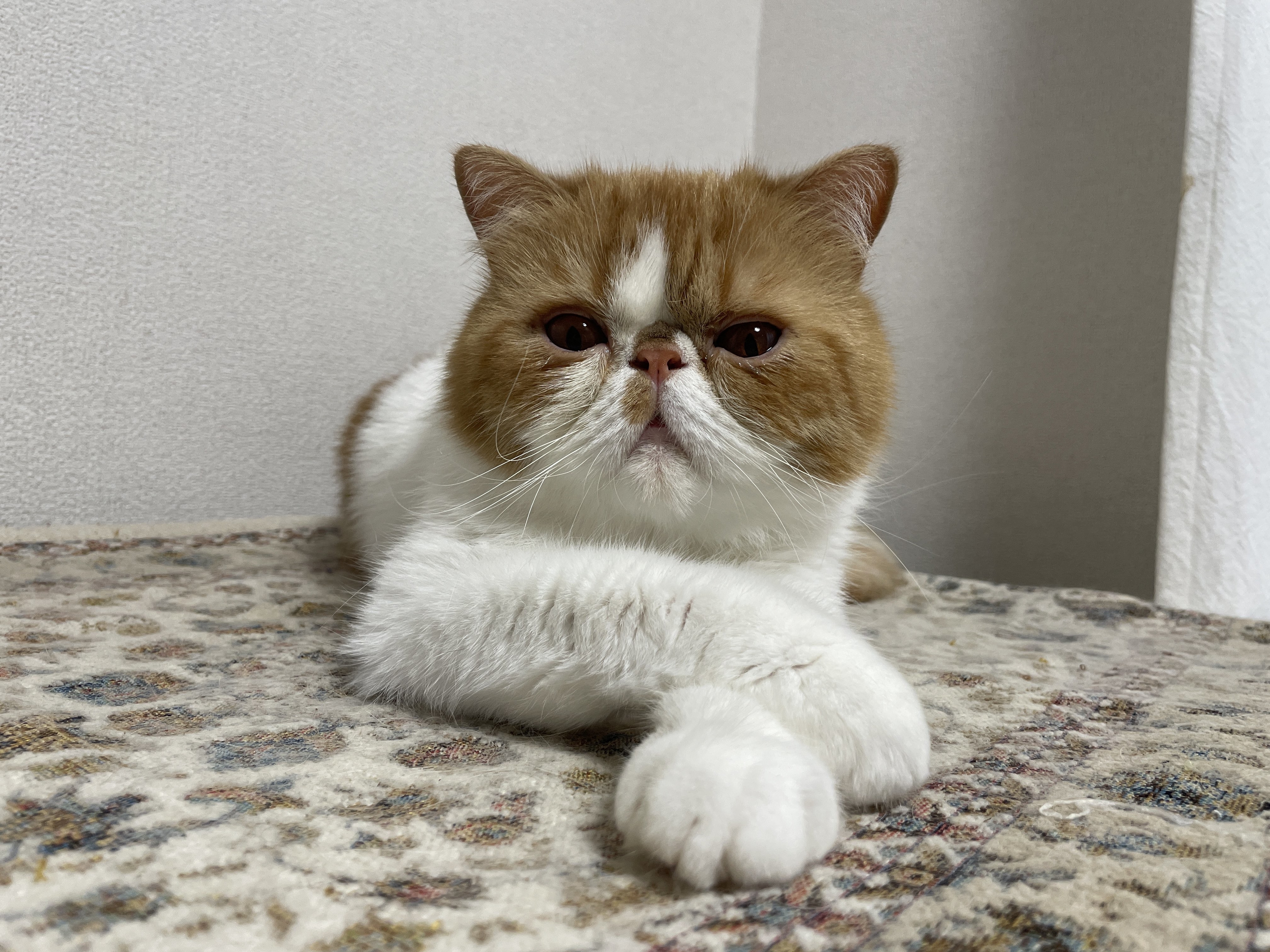 腕を組むねむくん