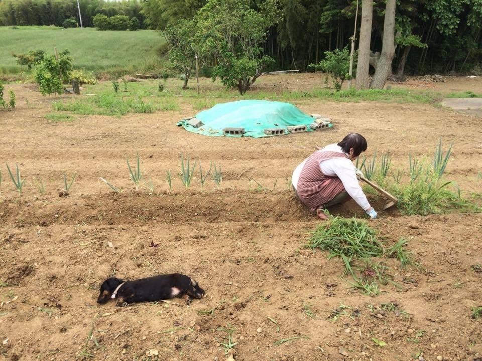 畑でくつろぐあずきちゃんとお母さん / かこいさんのXより
