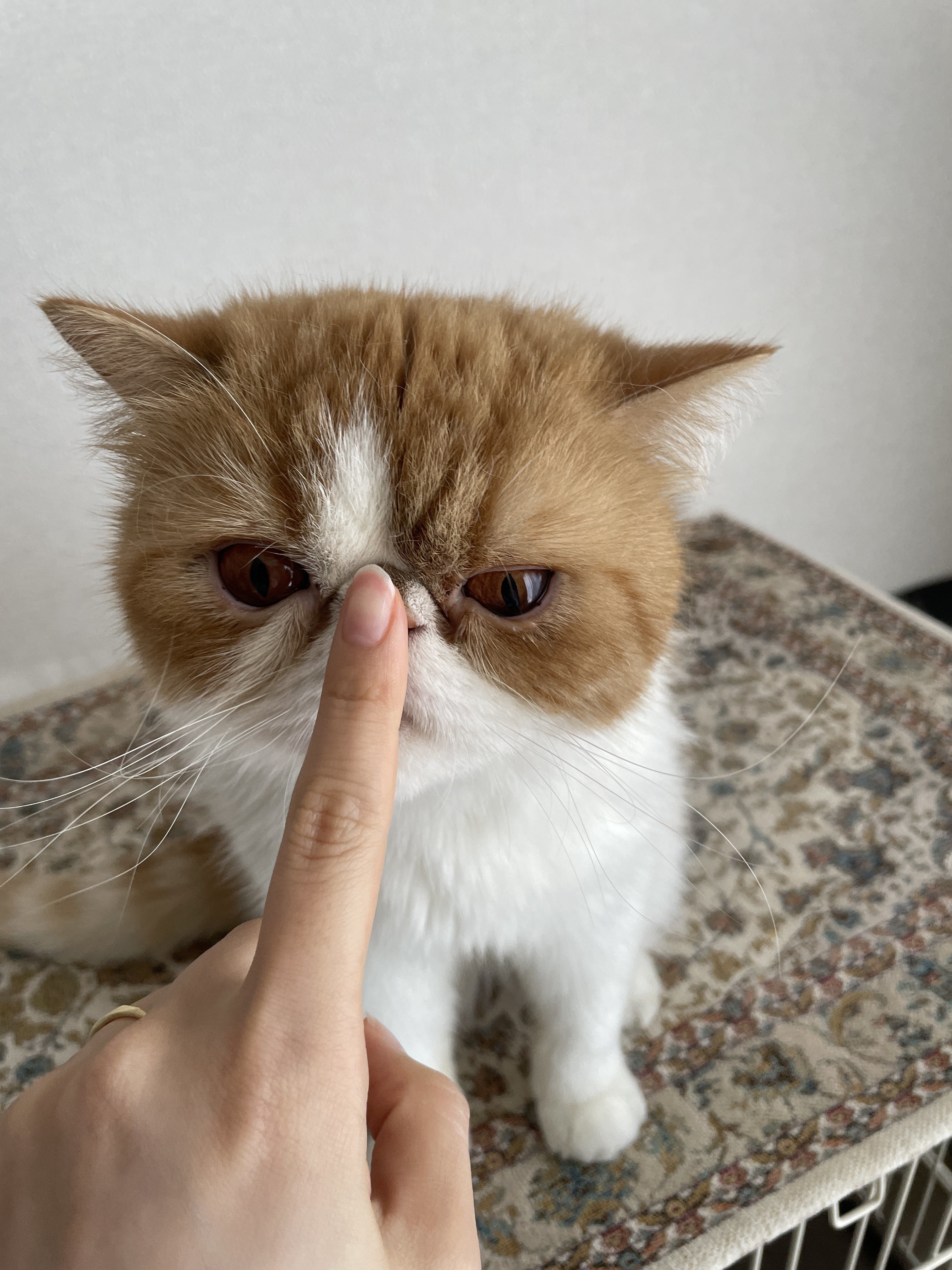 ごあいさつするねむくん