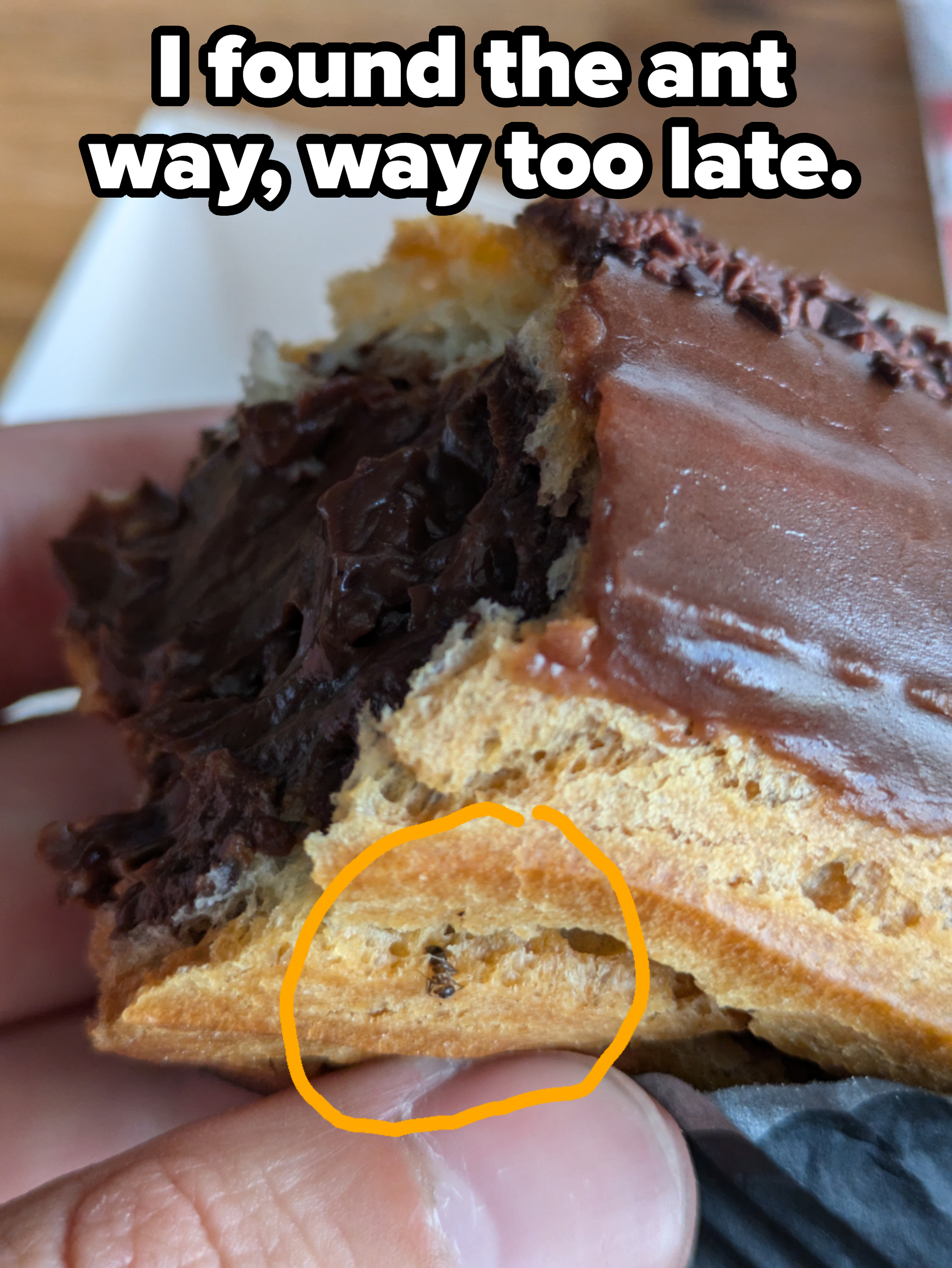 Close-up of a chocolate eclair with a focus on an ant inside the pastry circled in orange