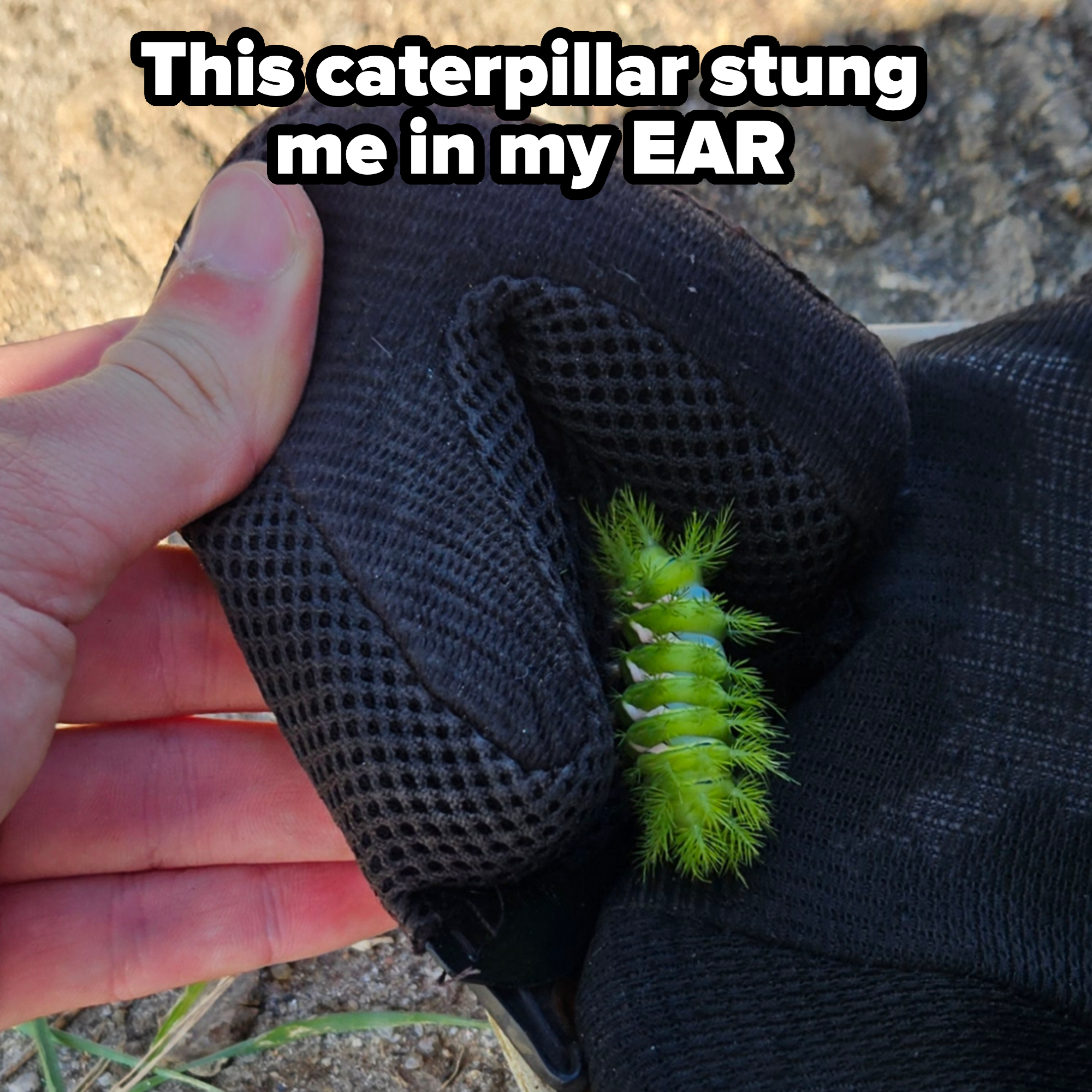 A hand holding a black mesh object with a bright green caterpillar inside the mesh section. Background includes earth and grass