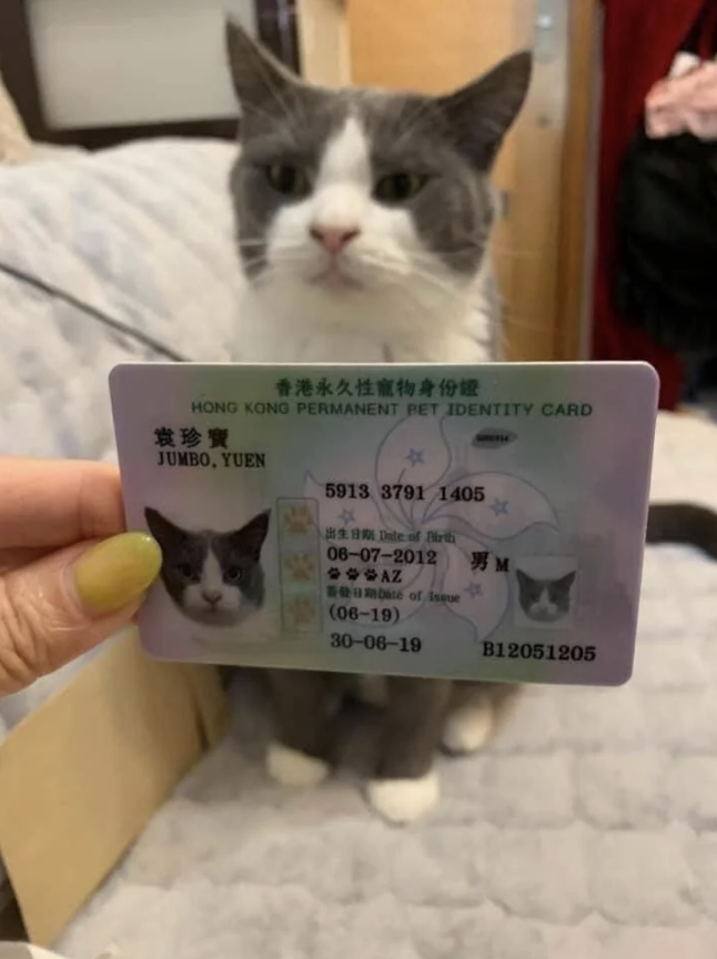A gray and white cat named Jumbo Yuen is shown with its Hong Kong Permanent Pet Identity Card displaying its photo, ID number, and personal details