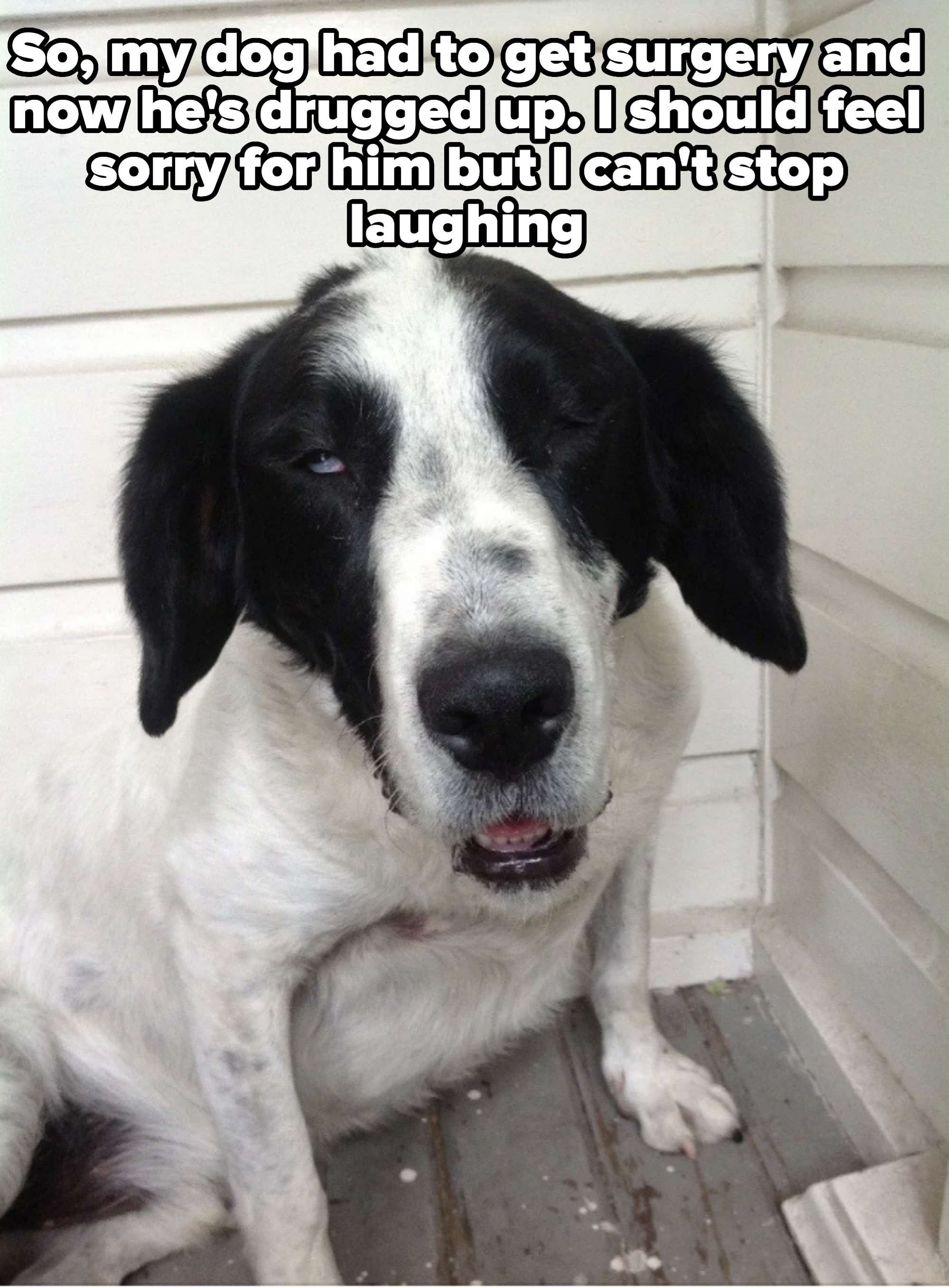 A black and white dog with a calm expression sits on a porch near a white wall