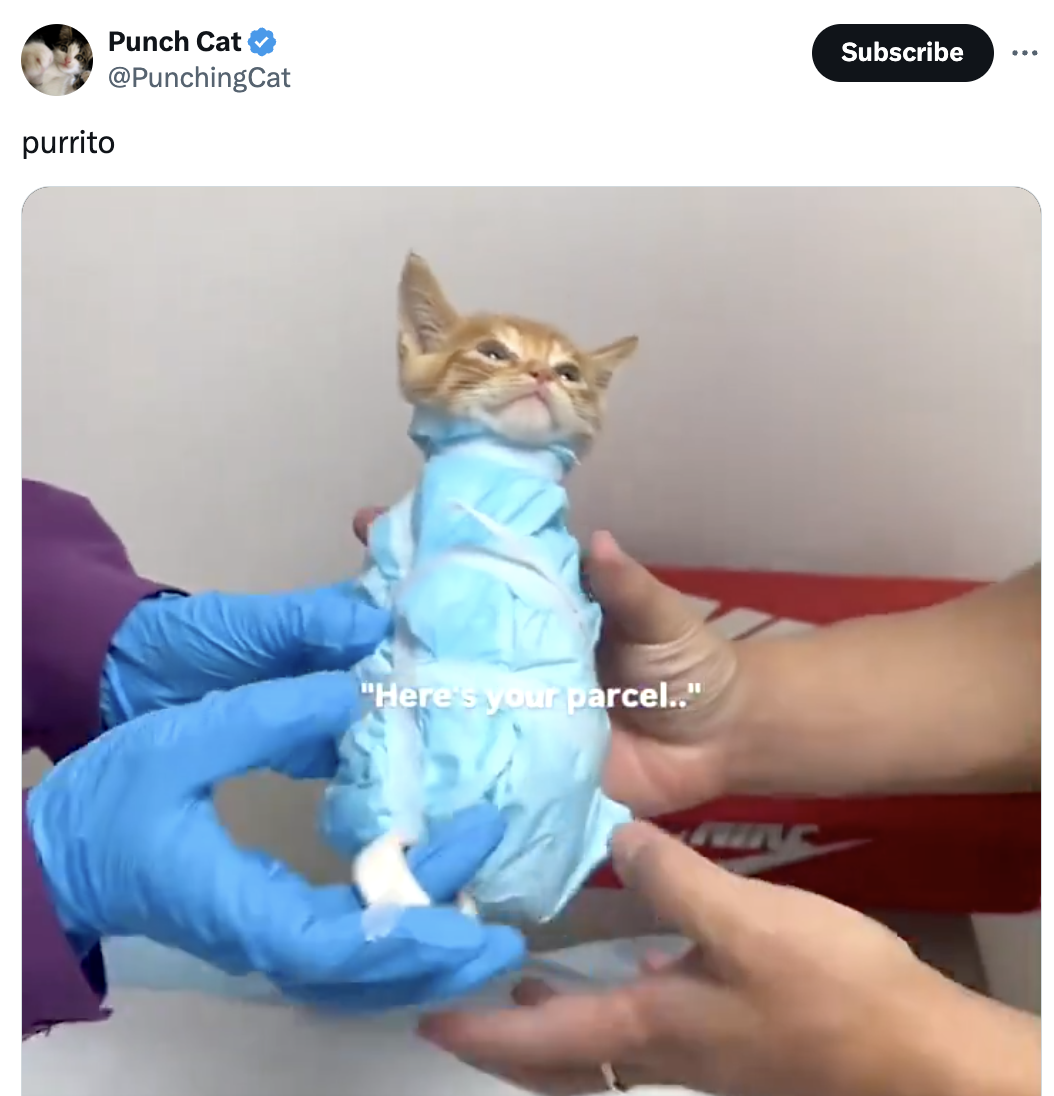 Kitten wrapped in blue cloth resembling a burrito, held by gloved hands with text overlay: &quot;Here's your parcel..&quot;