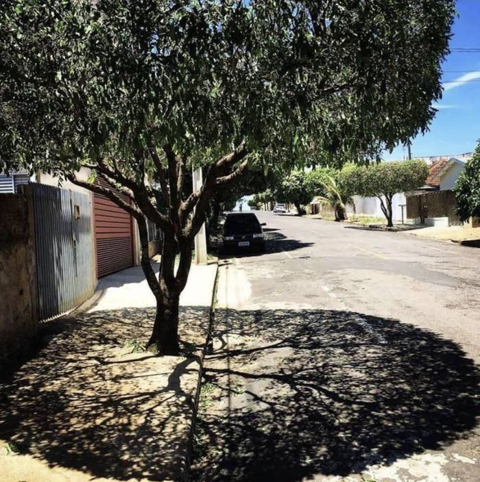 A tree casts an intricate shadow resembling roots on a suburban street
