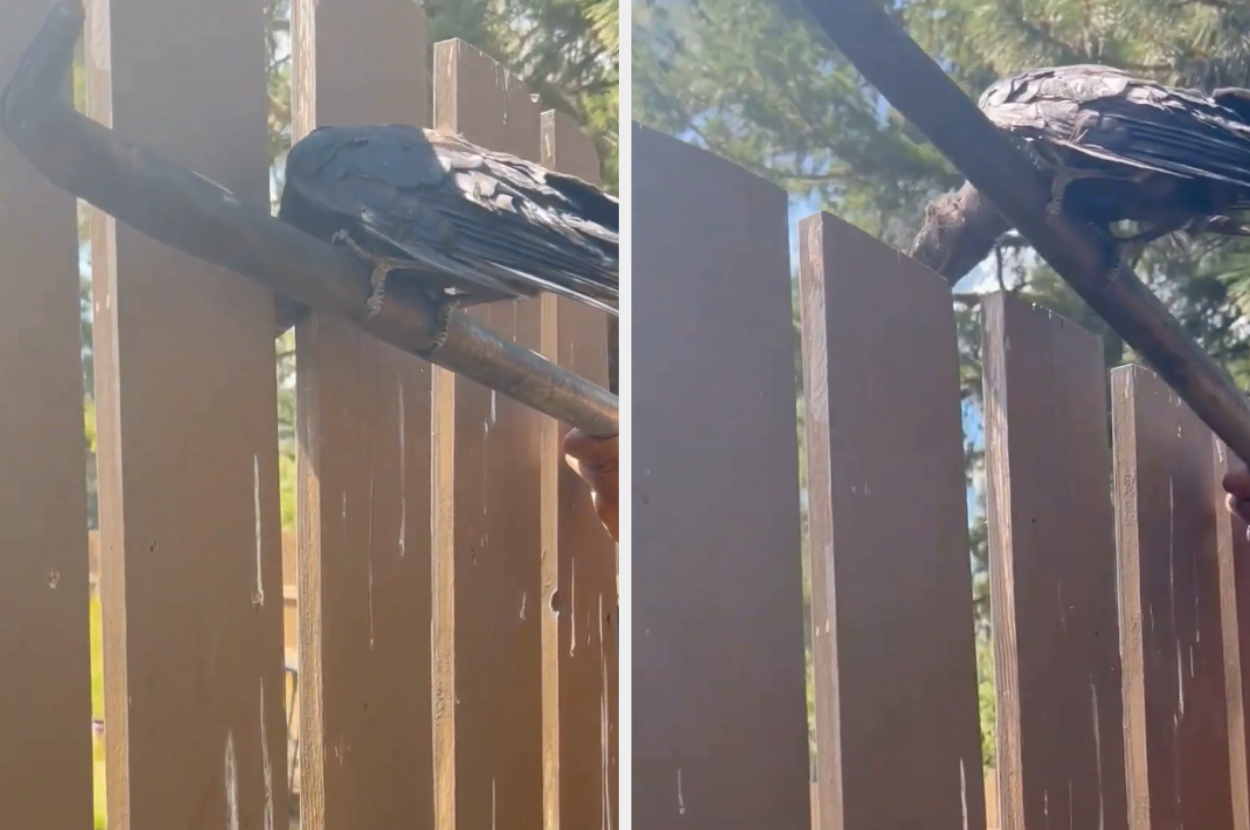 A raven is perched on a wooden fence, holding onto a tool with its beak. A person's hand is visible, assisting the bird. Trees are seen in the background