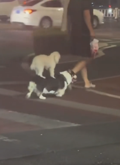Person walking two dogs across a street at night; one is a small white dog, and the other is a black-and-white corgi