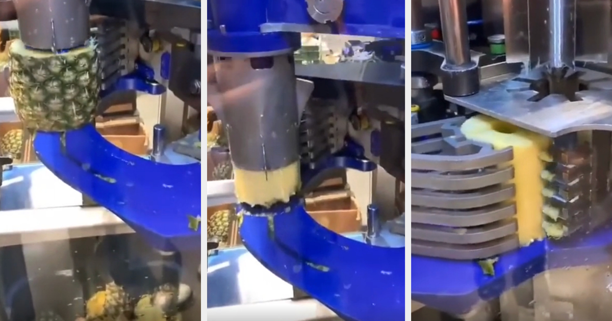 A machine in three stages efficiently peeling and coring a pineapple