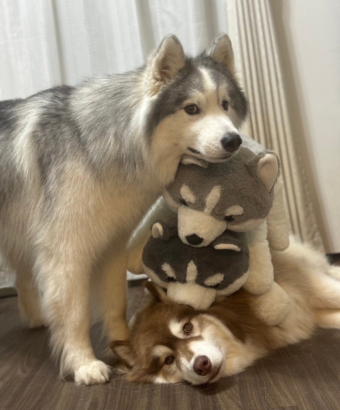 エクセレント　ファースト　シベリアンハスキー　犬　ぬいぐるみ　ポーズ違い　2匹 エクセレント ファースト シベリアンハスキー 犬 ぬいぐるみ