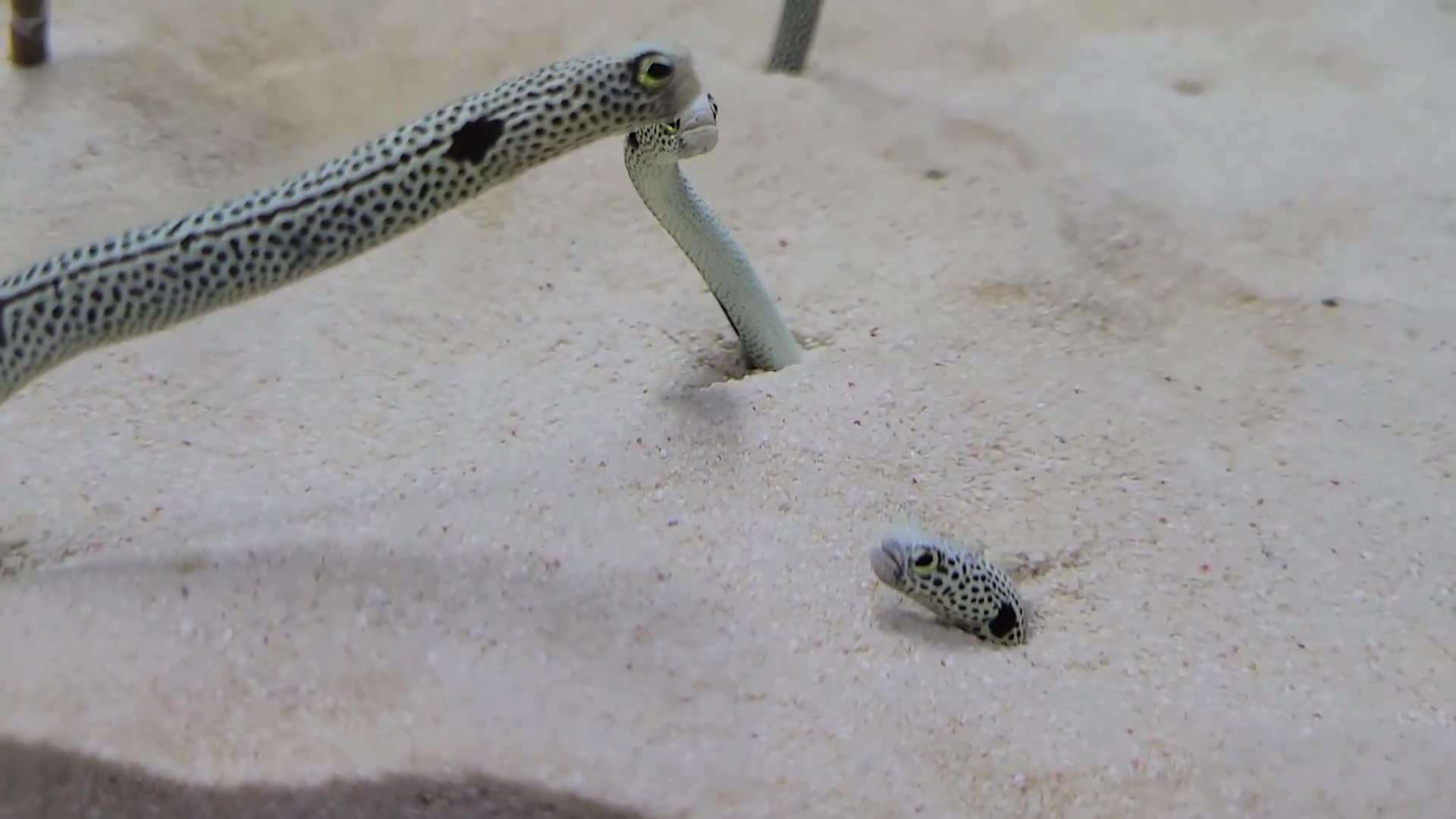 なんとなく争いが終わったチンアナゴ