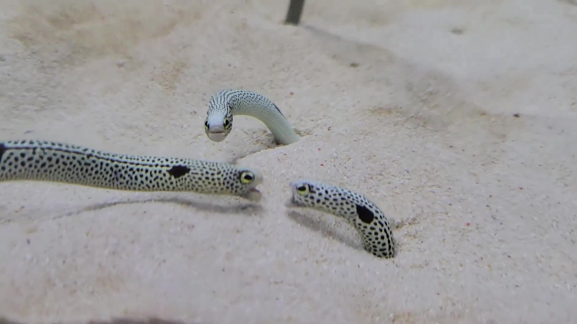 にらみあうチンアナゴ