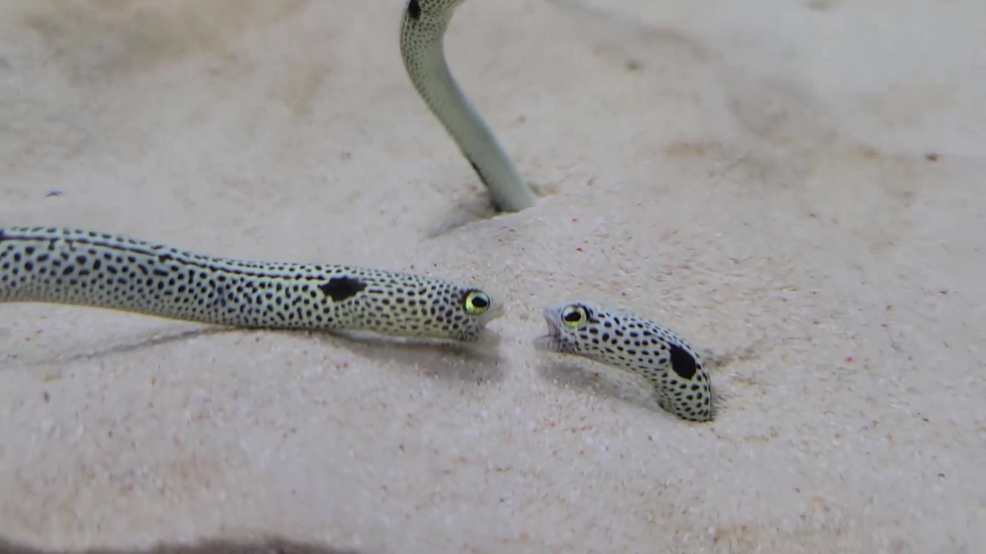 顔を近づけてバチバチするチンアナゴ