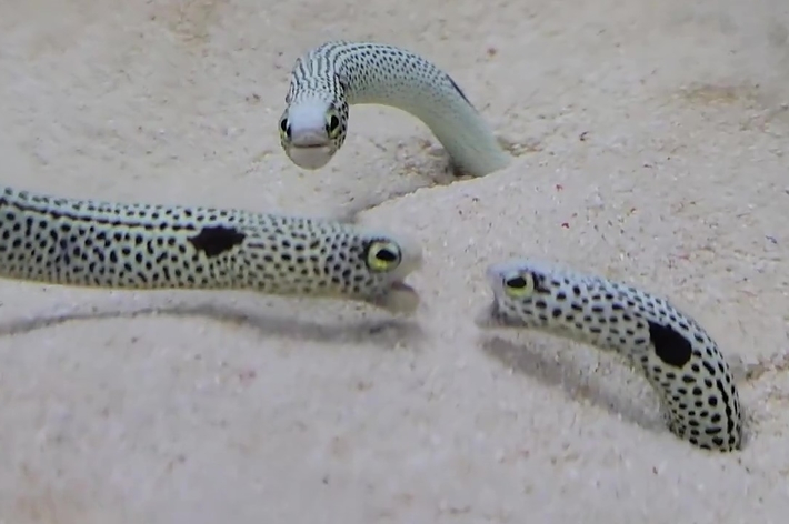 にらみあうチンアナゴ