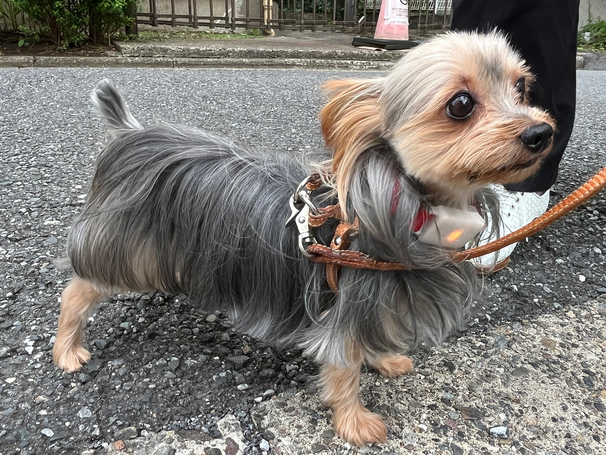 お散歩にいってみました