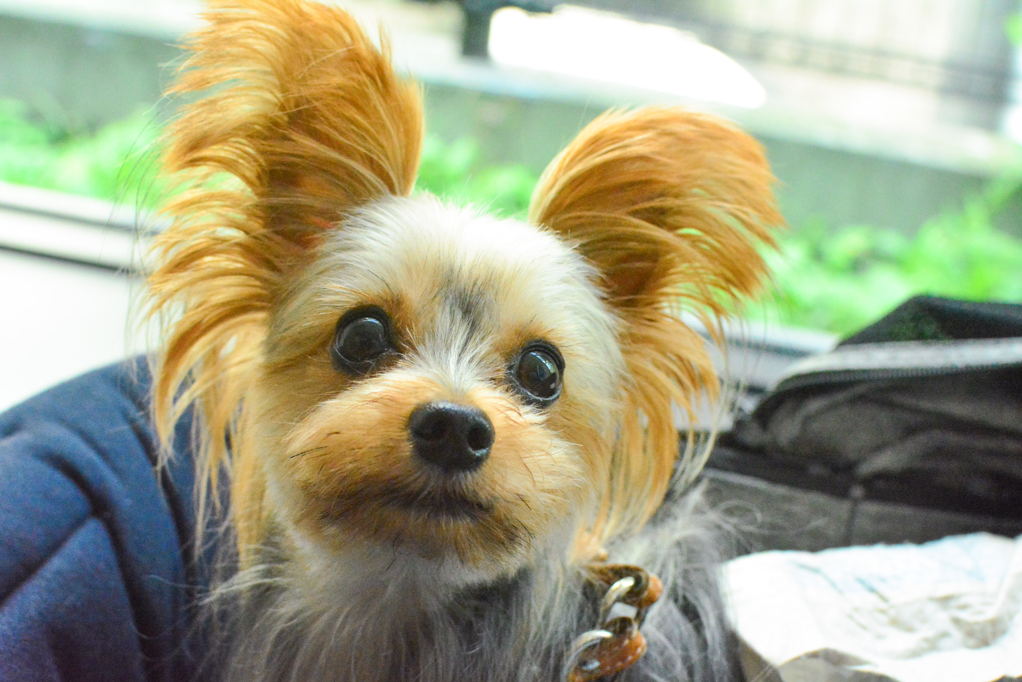 スタッフの愛犬「ソアラ」くん