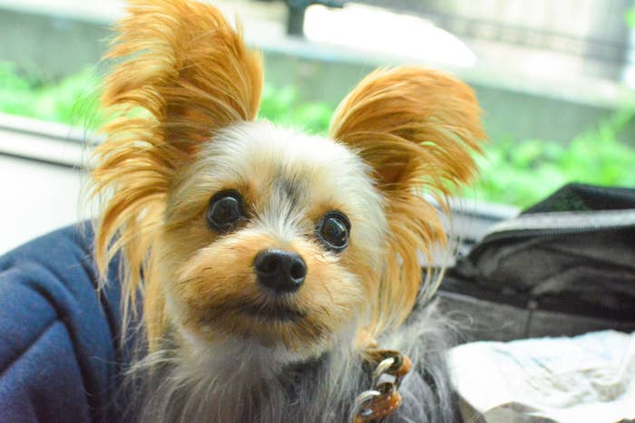スタッフの愛犬「ソアラ」くん