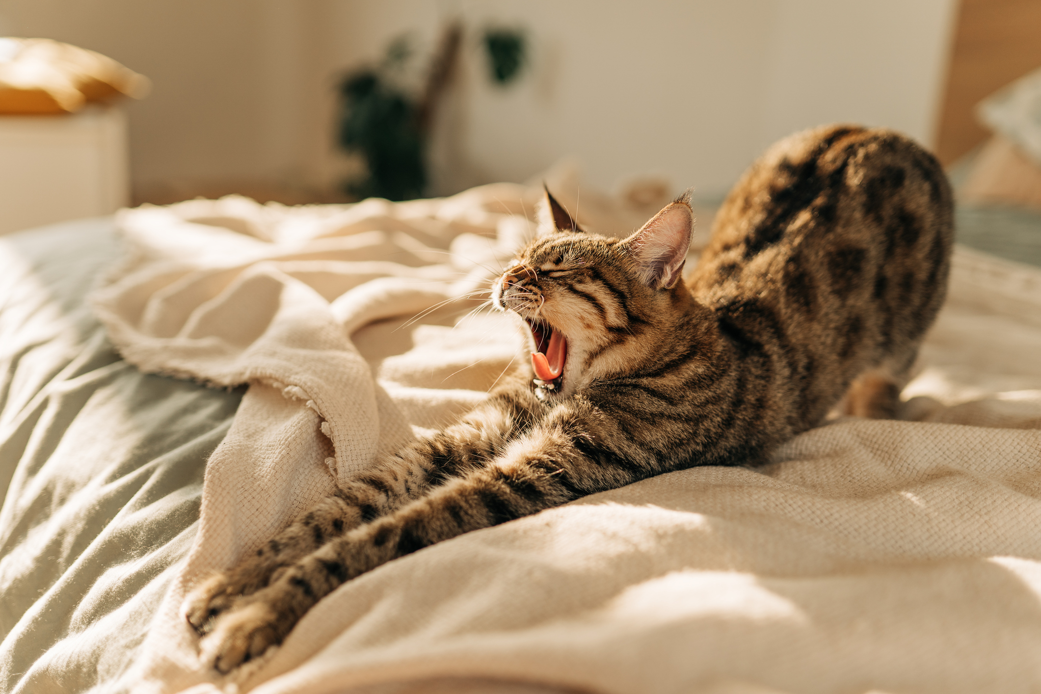 A cat is stretching and yawning on a cozy, rumpled bed