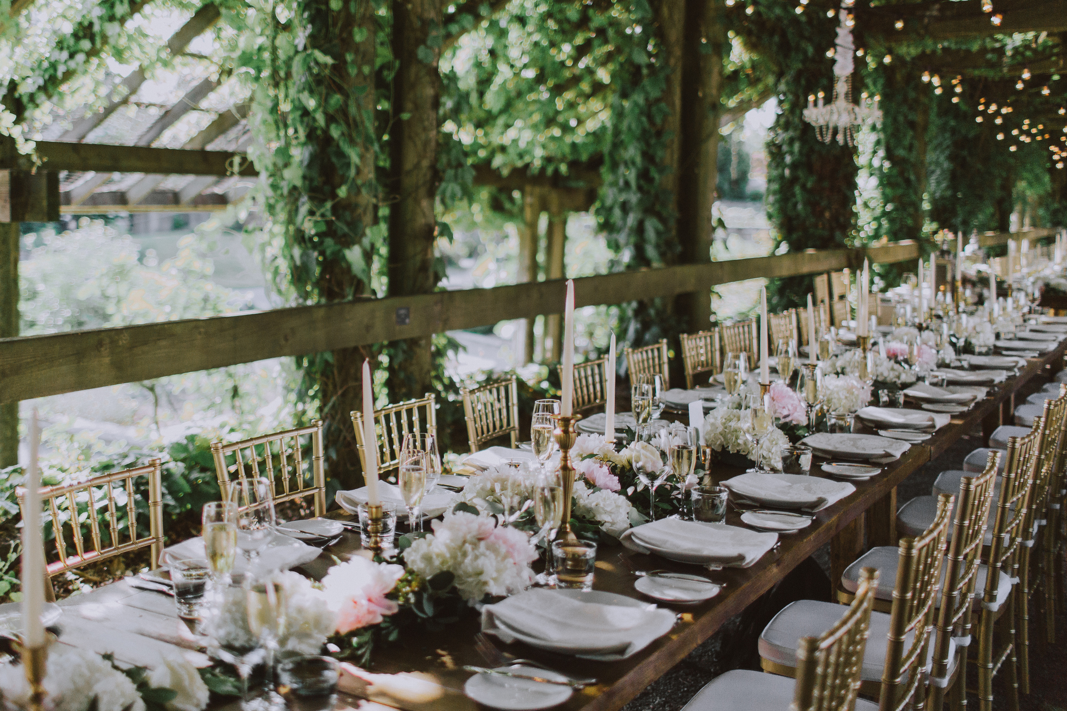 Elegant wedding reception table decorated with white flowers, candles, and gold chairs under a lush, vine-covered pergola