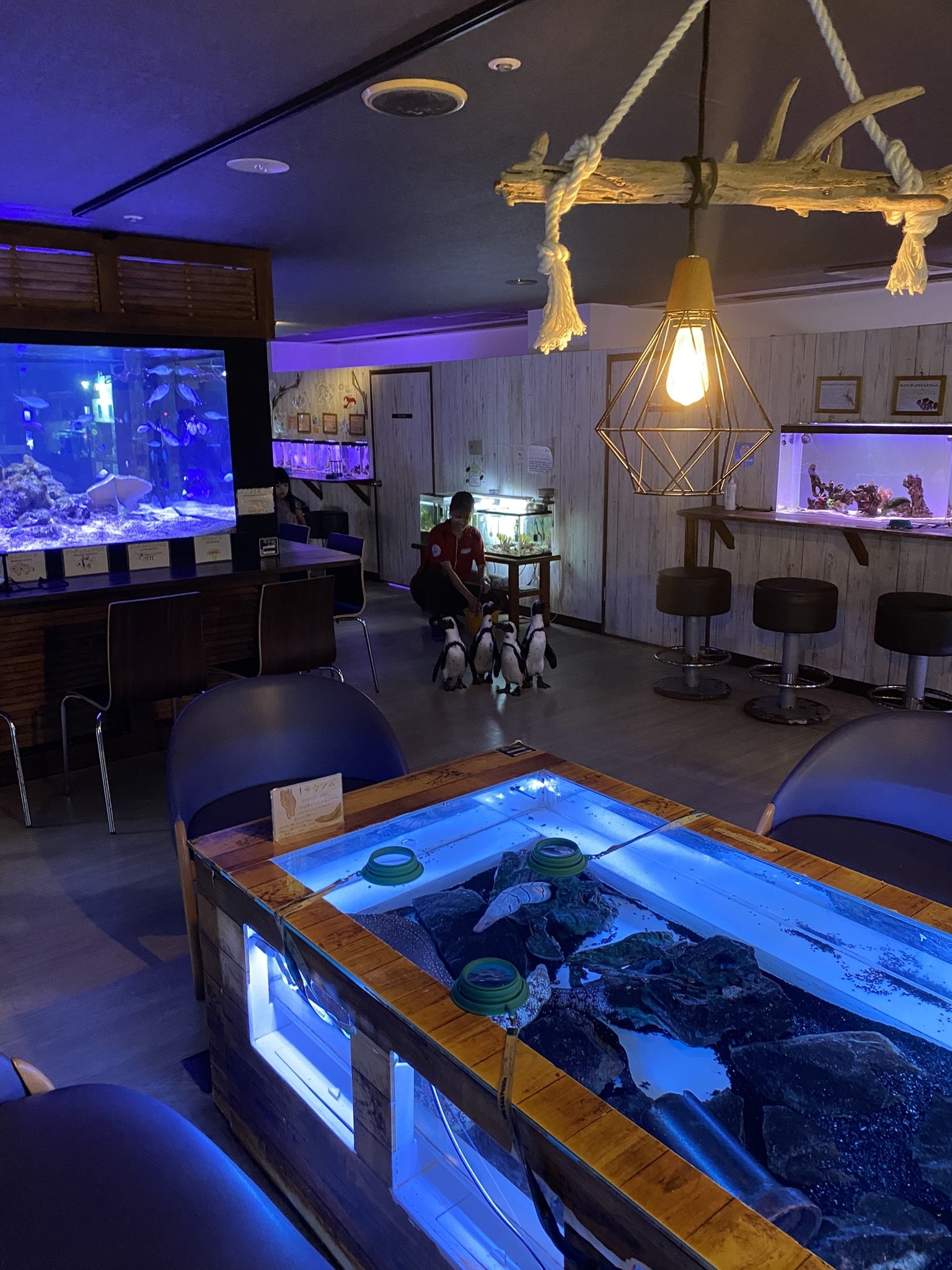 族館内を堪能するペンギンたち