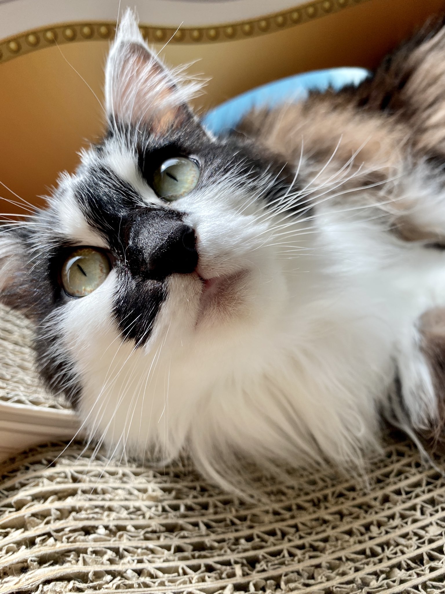 猫が編み縄の上でくつろいでいるクローズアップ写真。