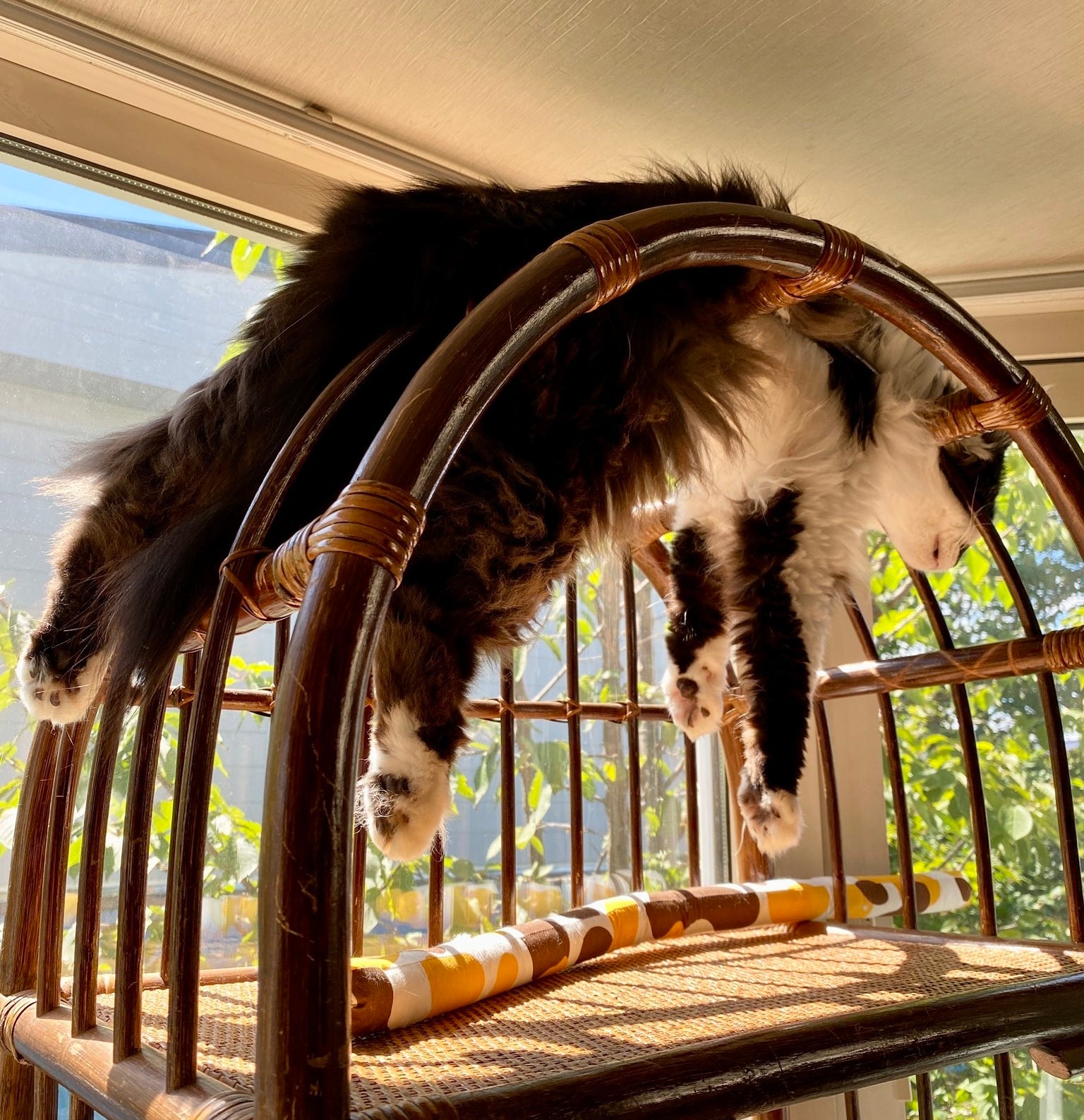 籐の家具の上に前足と後ろ足をぶら下げて横たわっている猫。