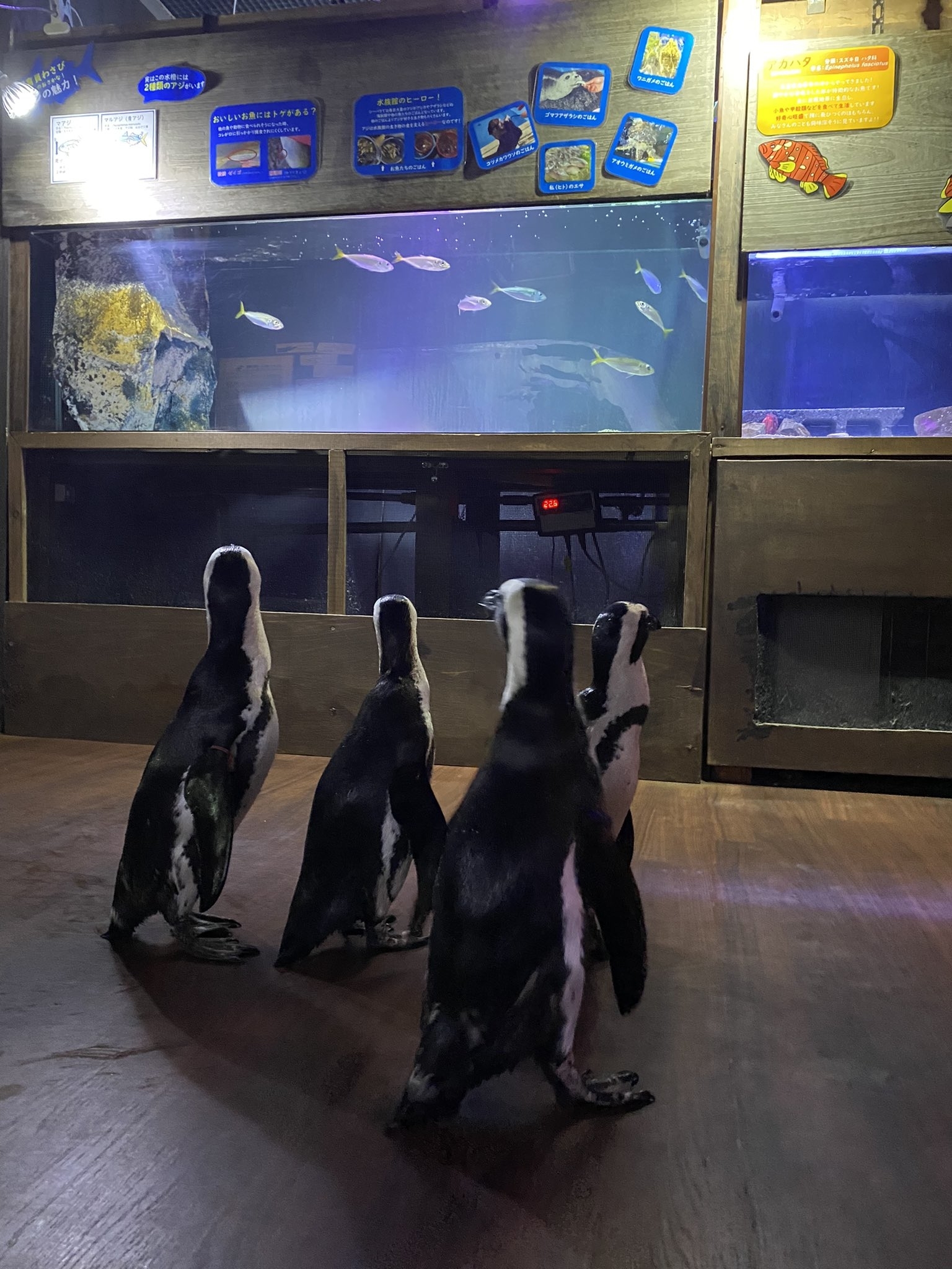 水槽を眺めるペンギンたち