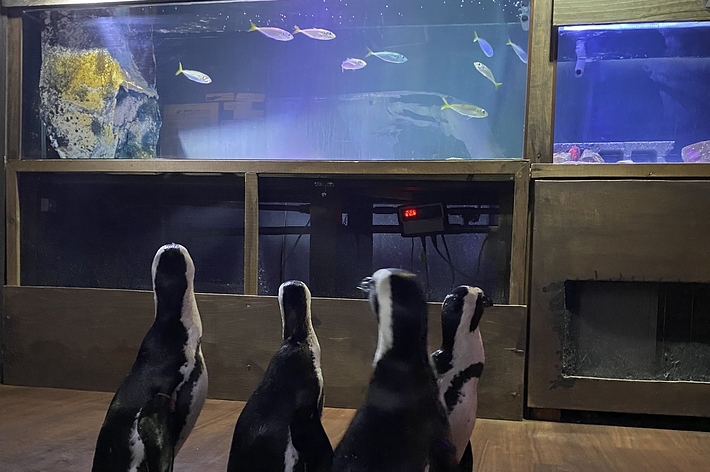 水槽を眺めるペンギンたち