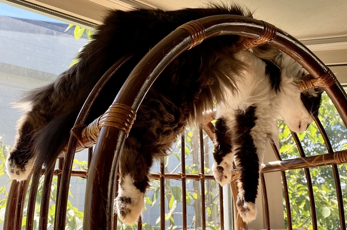 籐の家具の上に前足と後ろ足をぶら下げて横たわっている猫。