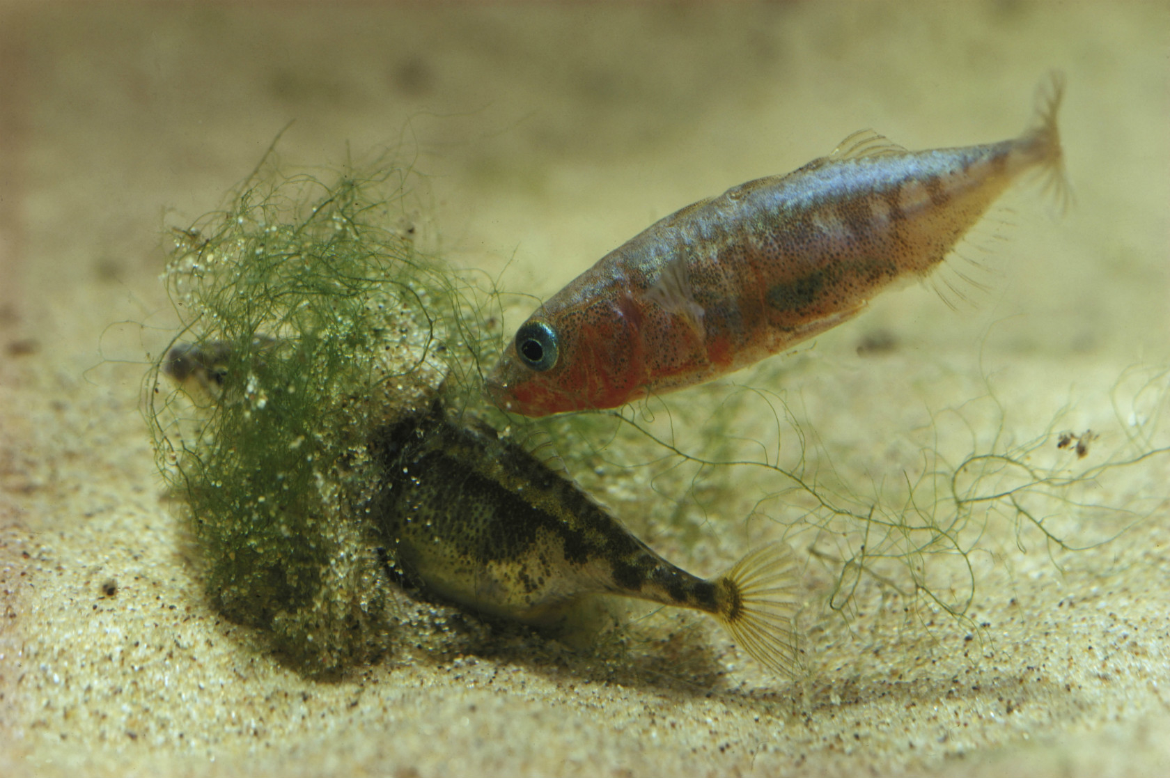 メス（左）の産卵を誘導するイトヨのオス