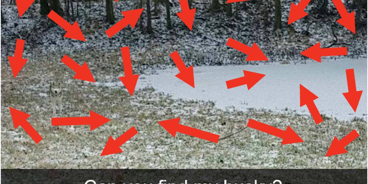 Sorry, But Only People With Perfect Eyesight Will Be Able To Find The Hidden Things In These Pictures