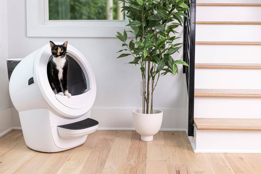Self Cleaning Cat Litter Cleaning Service Near Me Automatic Fancy