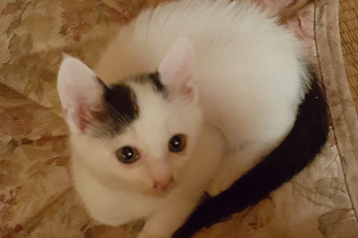 7年前、子猫時代のチロちゃん